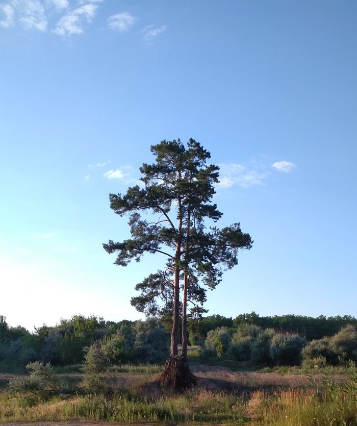 Never give up - Tree, Friday, My