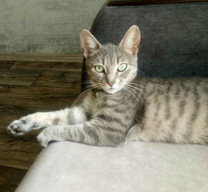 Кошачья ювелирка.