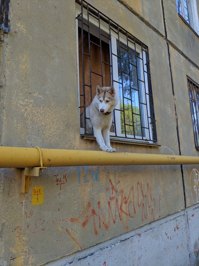 dog-hochugulyak - My, Dog, Husky, Window, Freedom for parrots