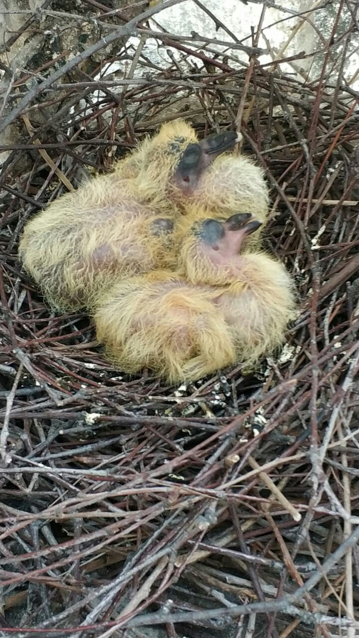 Rare pigeon phenomenon - Longpost, Moscow, Rarity, The photo, Pigeon, Birds, My, Chick