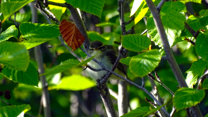 You got noticed - Magadan, Biology, Ornithology, Birds, My, Animals, The photo