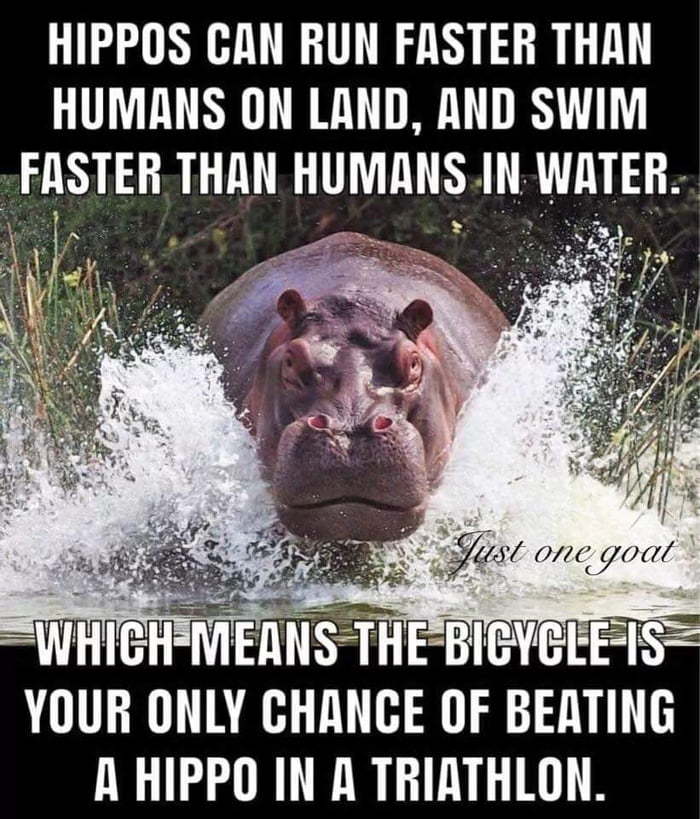 The only chance to beat the hippo - hippopotamus, Person, Triathlon, Picture with text, Longpost