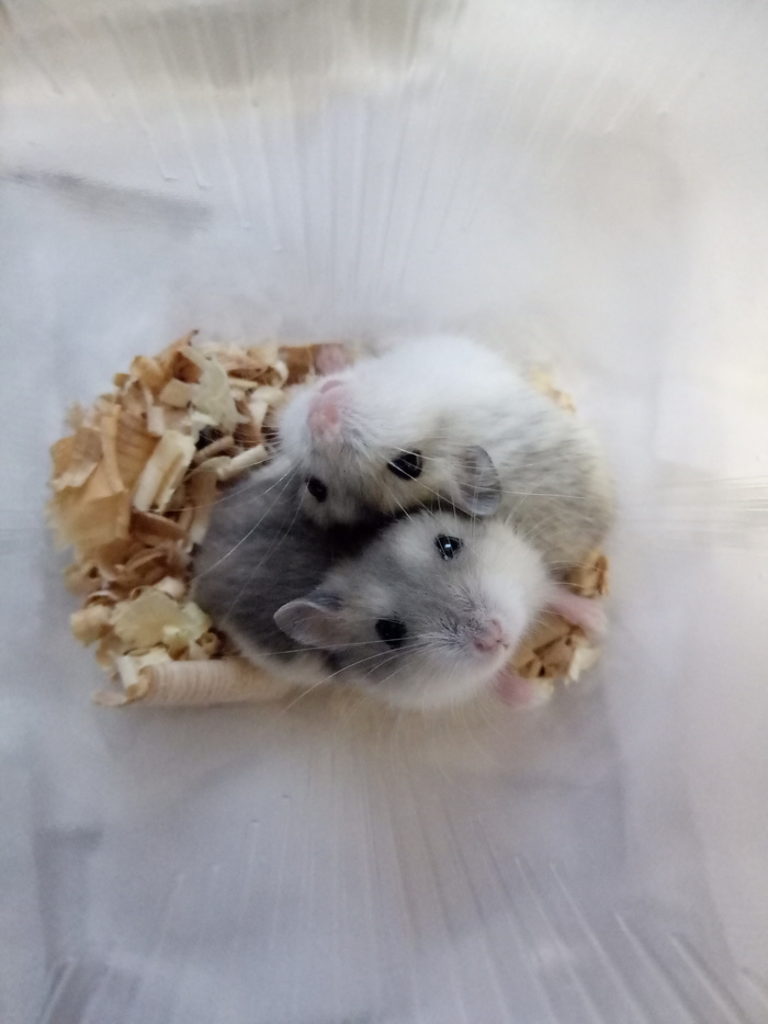 New pets. - My, Hamster, Replenishment, Milota, Longpost