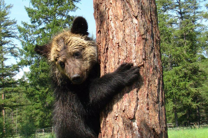 The bear walked hundreds of kilometers to return home. - My, Animals, Hunting, The Bears, Dog, Rally, Animal protection, Video, Longpost