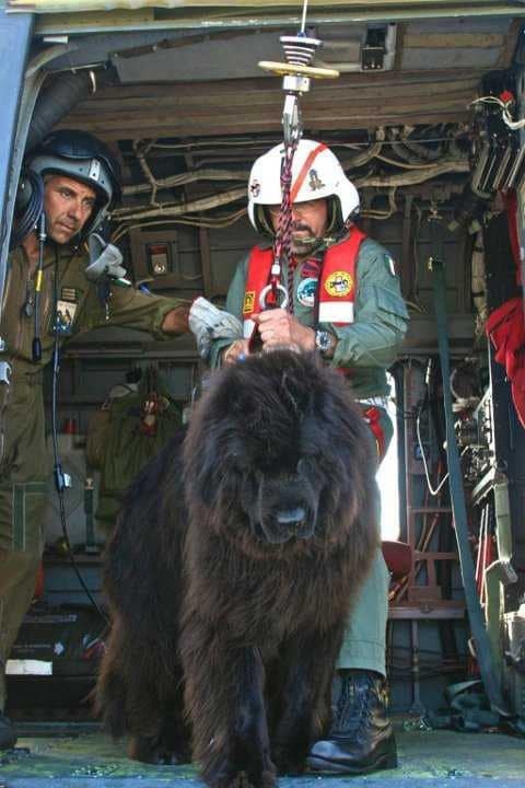 Rescuer - Rescuers, Newfoundland, Diver, Dog, The photo, Work
