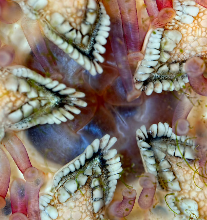 five jawed starfish - My, Macro, Sea, Macro photography, Starfish, , , Mouth