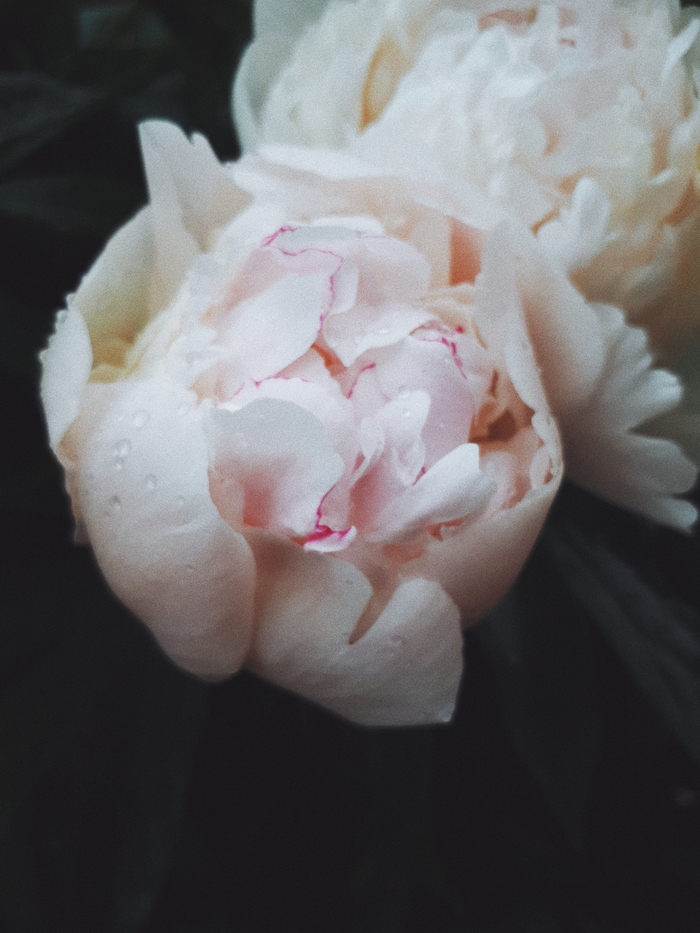 Peonies 2019 - Flowers, Longpost, Peonies, Beginning photographer, My, The photo