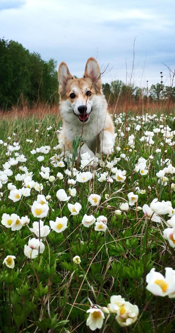 Summer is a great time of the year - My, Corgi, Flowers, Nature, Walk, Dog