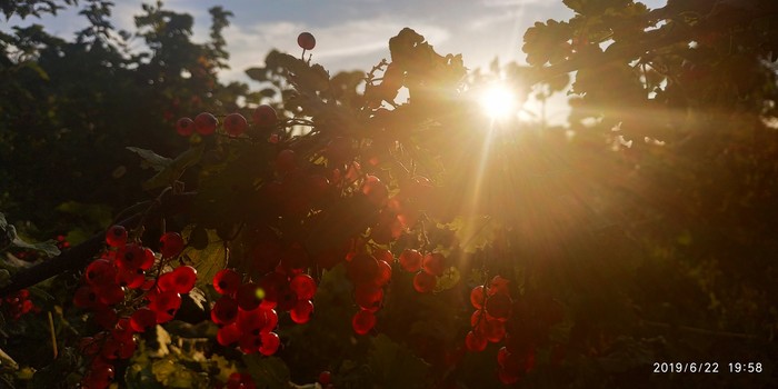 Summer - My, Currant, The photo, Sunset, Summer