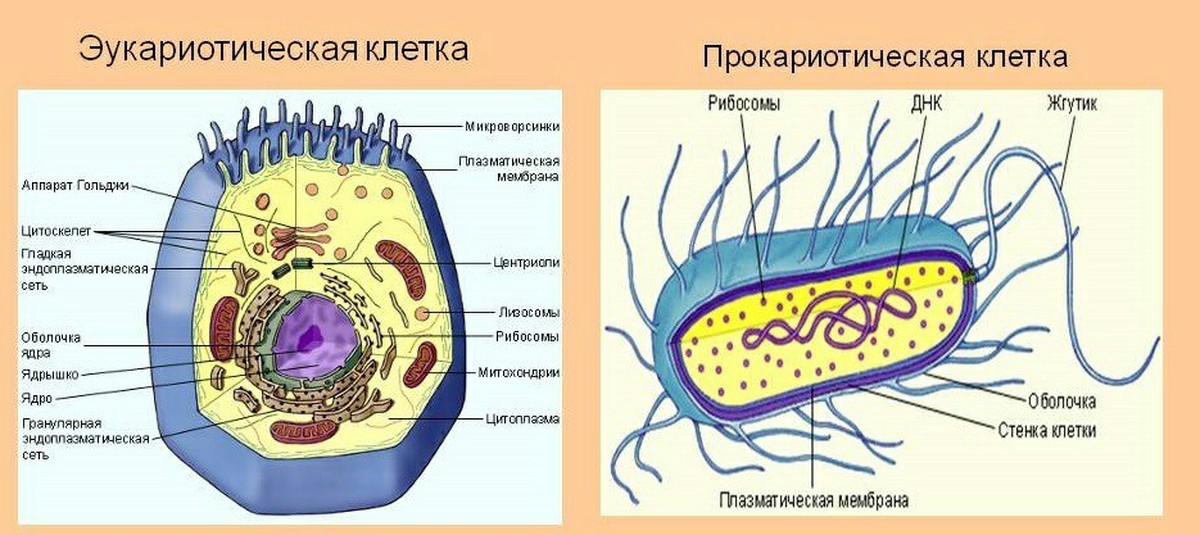 Прокариоты представлены. Строение клетки прокариотической клетки. Схема строения прокариотической и эукариотической клеток. Строение клетки эукариот. Строение эукариот эукариоты клеток.