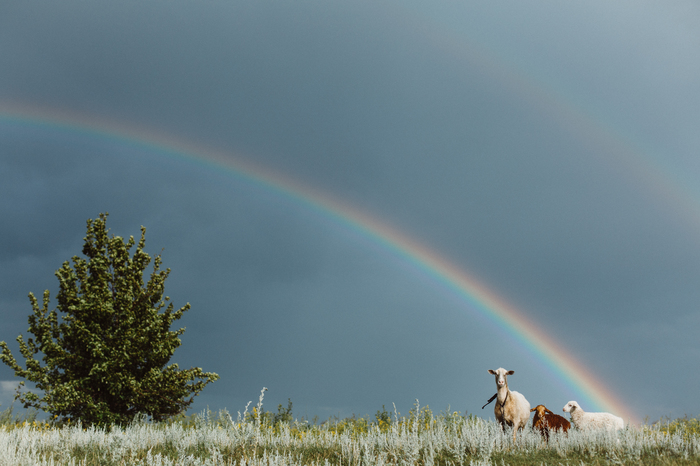 After a thunderstorm - My, Rainbow, Nature, The photo, Summer