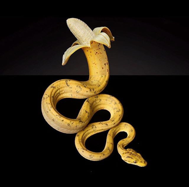 banakonda - Snake, Banana