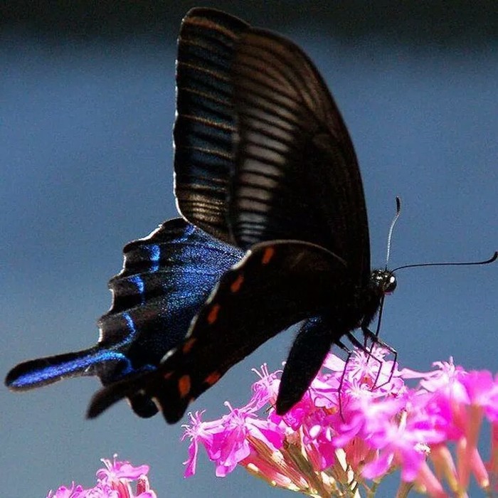 Incredibly beautiful butterflies - Butterfly, Beautiful, The photo, Insects, Longpost