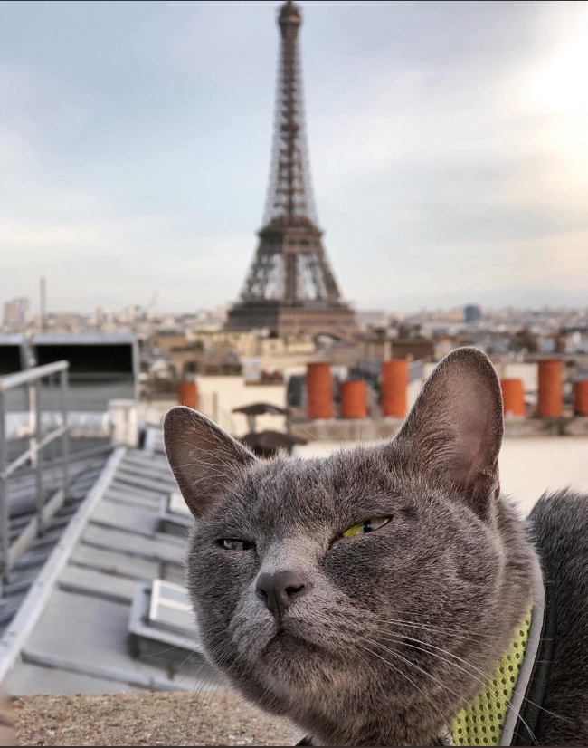 Paris is a suspicious city... - cat, Paris