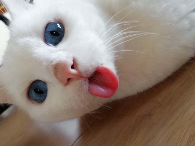 Without words - cat, Language, Blep