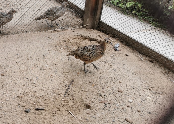 Predatory bird - My, Pheasant, Birds, Mouse