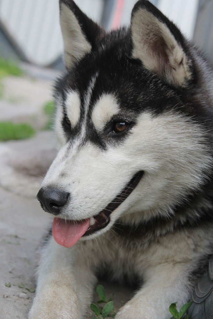 The dog is looking for a new home Kaliningrad - My, No rating, Kaliningrad, In good hands, Dog, Husky, Puppies, Video, Longpost