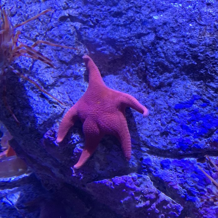 Patrick, is that you? - The photo, Starfish, SpongeBob, Patrick, Patrick Star