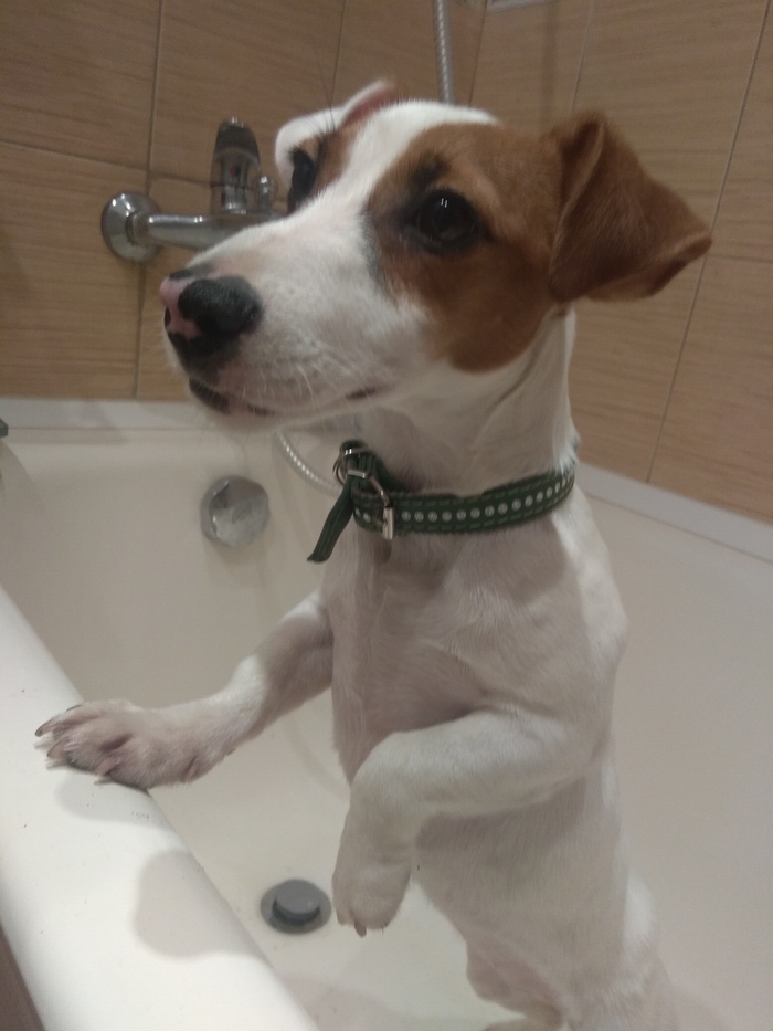 A dog has been found! Master, find yourself! - My, Jack Russell Terrier, Lyubertsy District, Found a dog, In good hands, Longpost, No rating, Dog