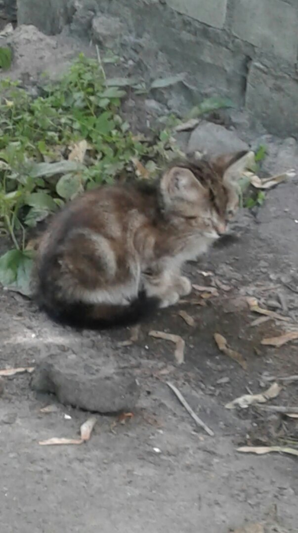 Sick kittens. - My, Kittens, Homeless animals, Longpost, cat, Help, Saint Petersburg, No rating, Helping animals