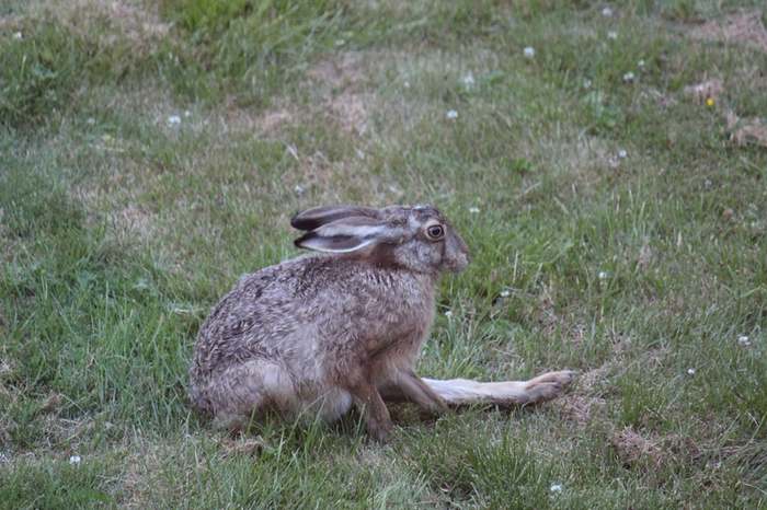 Photo session of one hare - My, Hare, Finland, , Wild animals, Longpost