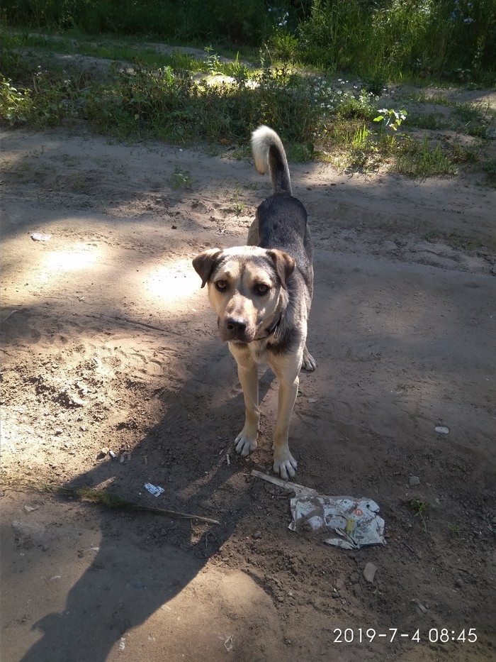 Voronezh! Who lost a dog? - My, Lost, Found a dog, In good hands, Dog, No rating, Voronezh