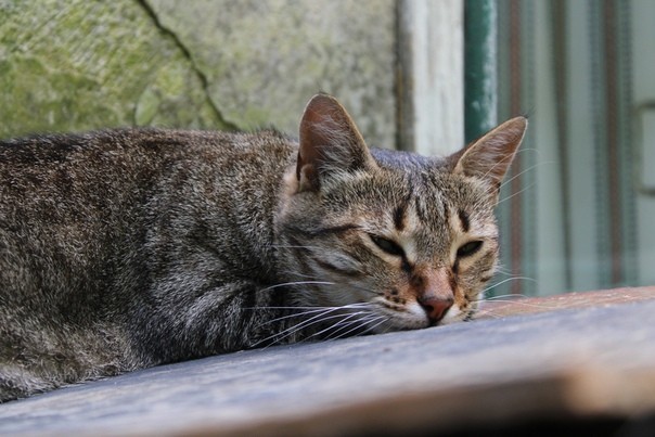 And again the Crimean cat hunting - My, cat, Catomafia, Crimea, Black cat, Hunting, Longpost