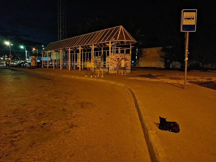 Just a cat waiting for the bus - My, cat, Expectation, Paws, Bus