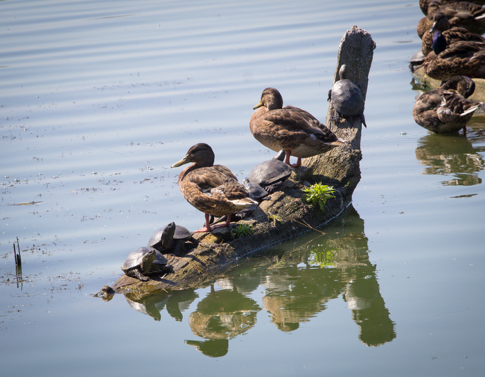 Unusual Neighborhood - My, Turtle, Nature, Duck, Mallard duck, On the river, Longpost
