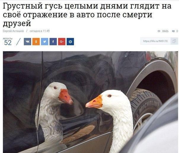 The news we deserve - news, Animals, Гусь, Longpost