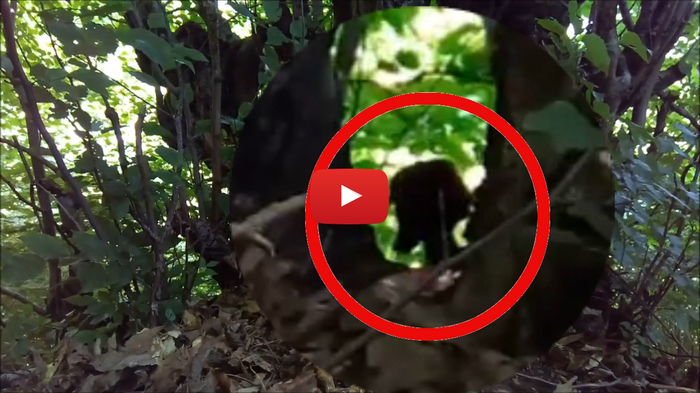 A strange creature got into the frame in the Russian forest - Video recorder, My, Creatures, news, Interesting, Video, Mystic, Shock, Paranormal, Sensation