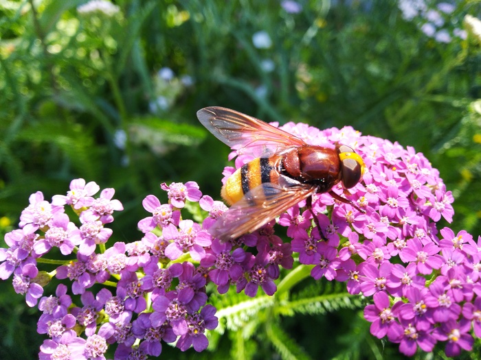 What kind of animal? Asus Zenfone Max pro sneaker. - My, , Bees, Bumblebee, Nature, Greenery, Insects