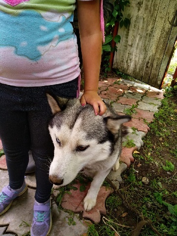 Huskies in good hands - In good hands, Moscow, Help, No rating, Husky, Puppies, Longpost, Dog, Helping animals