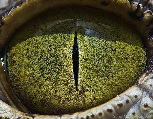 Amazing animal eyes! - Eyes, The photo, Beautiful, Longpost