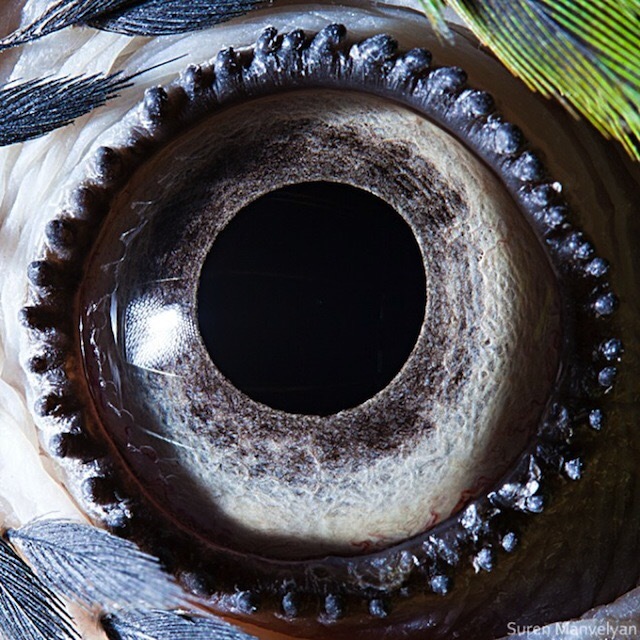 Amazing animal eyes! - Eyes, The photo, Beautiful, Longpost
