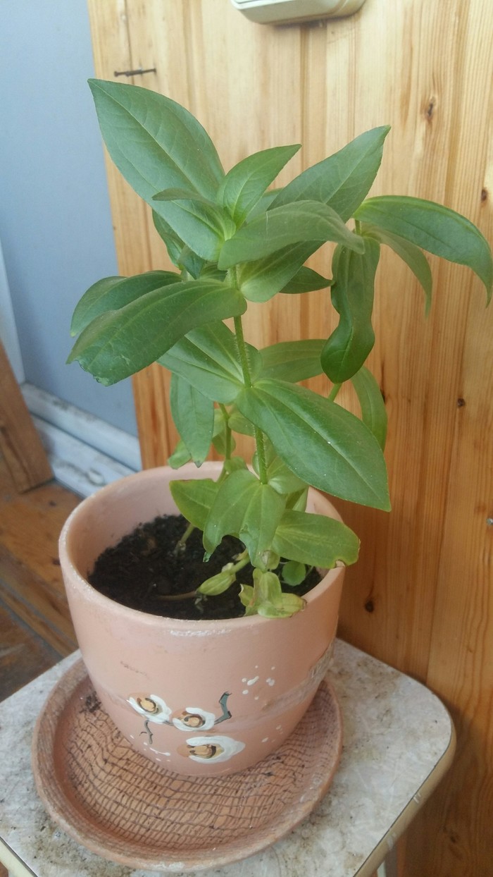 Flowers from seeds - Seeds, Experience, Zinnia