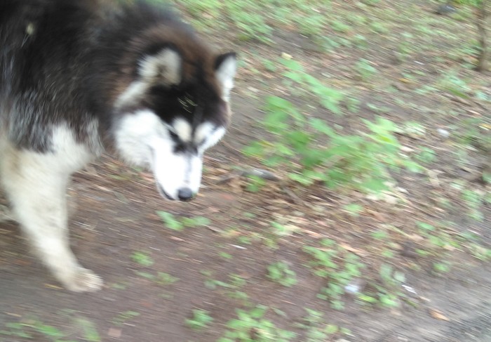 Lost Malamute. - Dog, Found a dog, Help, Alaskan Malamute, Lost, Longpost, Nizhny Novgorod, No rating, Helping animals