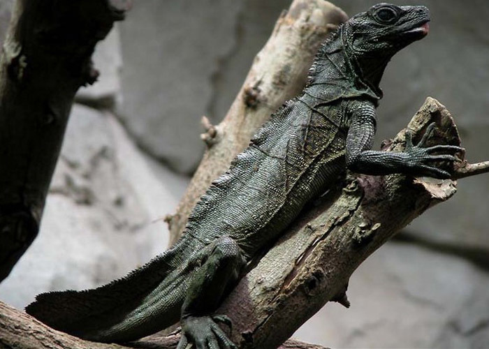 House dragon - Reptiles at home, Agama, Lizard, Longpost, Animals