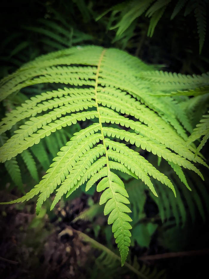 Fern - My, Mobile photography, Huawei mate 20, Fern