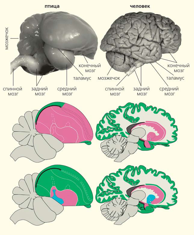 Центры мозга млекопитающих. Мозг животных. Мозг птицы и человека. Мозг птицы мозг млекопитающего.