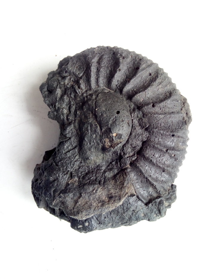 A small find in Terekhovo - My, Terehovo, Ammonite, Find