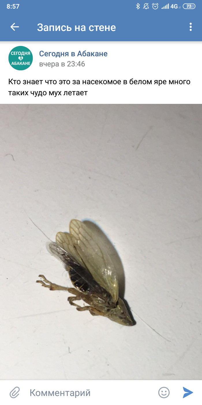 Из местного паблика