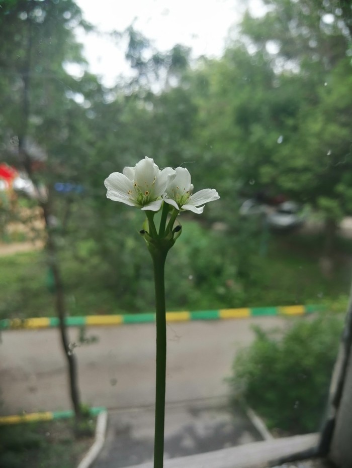 Dionaea muscipula ,  ,  , , ,   , 