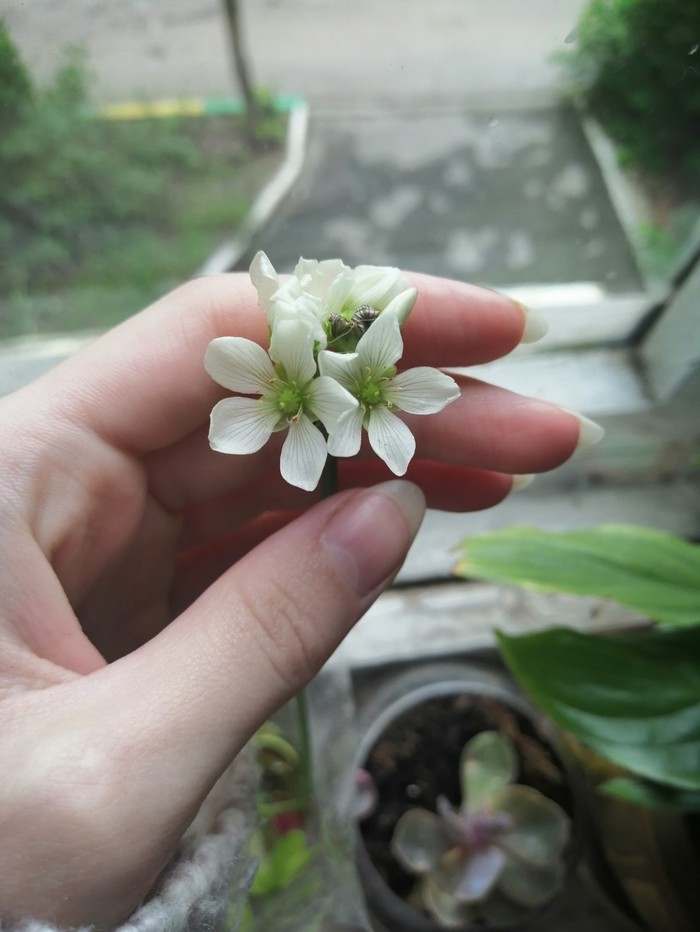 Dionaea muscipula ,  ,  , , ,   , 