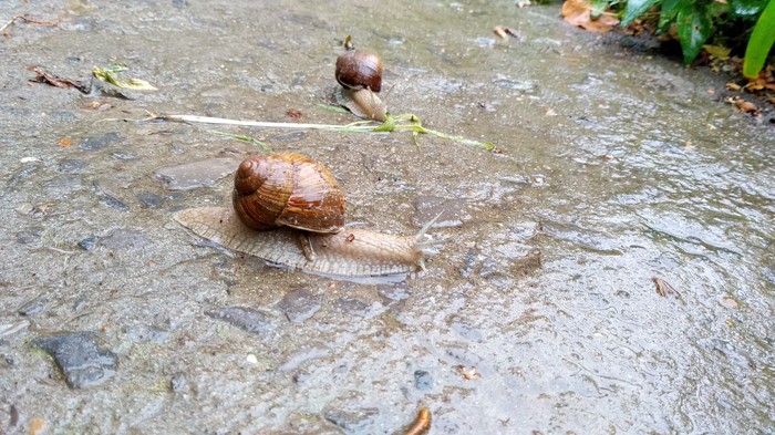 The snails went out for a walk - My, Snail, Rain, Grape snail, Beginning photographer, Xiaomi, Photo on sneaker