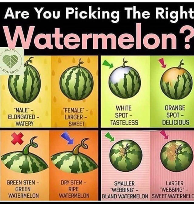 Watermelon Selection Guide (Possibly Fake) - Watermelon, Choice, Picture with text