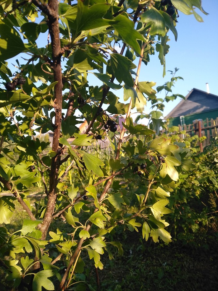 unknown bush - Bushes, Currant