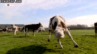 Pets are not only cats and dogs. - Cow, Grass, Miracle Herb, GIF, Longpost