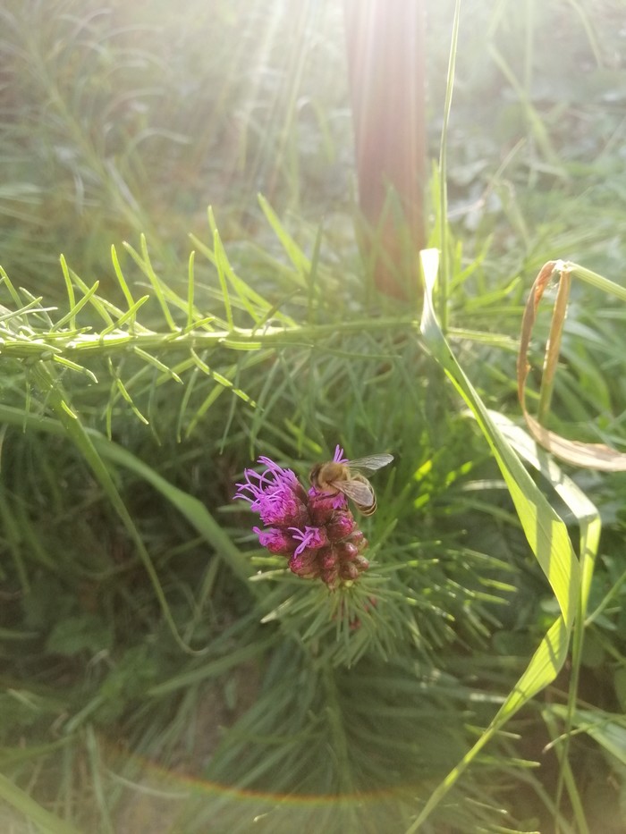 A little summer - My, Flowers, The photo, Nature, Summer, Longpost