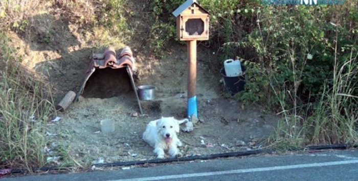Греческий Хатико 18 месяцев ждет хозяина на месте катастрофы Собака, Хатико, Греция, Видео